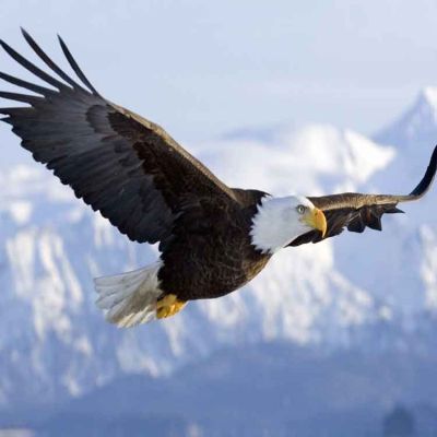 ARMY EAGLE